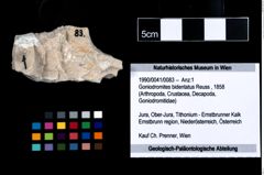 Foto (Objekt + Etikett) von Goniodromites bidentatus (Reuss, 1858)  (NHMW-GEO-1990-0041-0083)